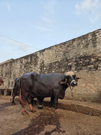 ભેંસ વેચવાની છે