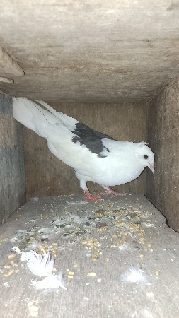 કબુતર વેચવાના છે
