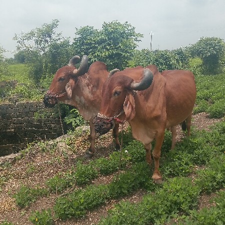 બળદ વેચવાના છે