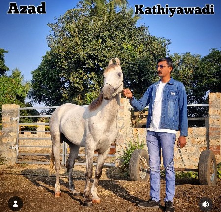 ઘોડો વેચવાનો છે