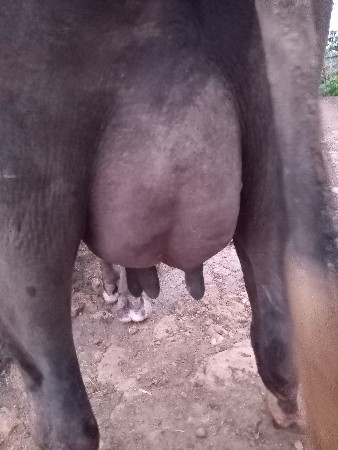 ભગરી ખડેલી વેચવાની છે