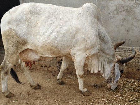 દેશી ગાય