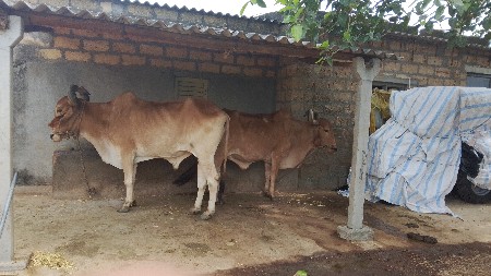 બરધ