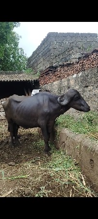 ભેંસ