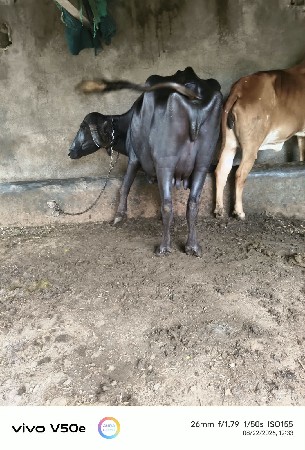 આ ખડેલી વેચવાની છે