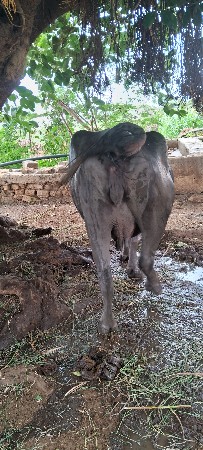 ભેસ વેચવાની છે