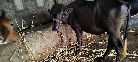 aadhi varash ni