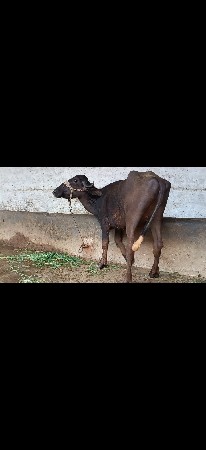 પાડિ વેચવાના છે