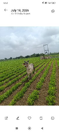 ગોધલા વેચવાના છે