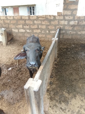 2 પાડ્યું વેચવા ની છે