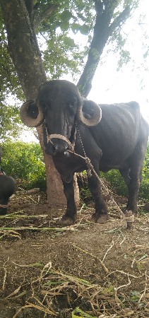 ભેસ