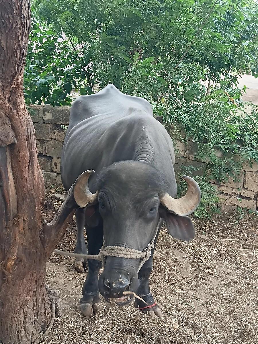 ભેસ વેચવાની છે