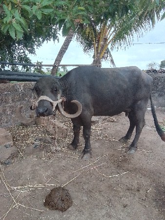 ભેંસ વેચવાની છે