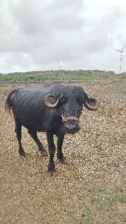 પૅલ વૅતરી ખડાય