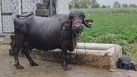 ભેંસ વેચવાની છે