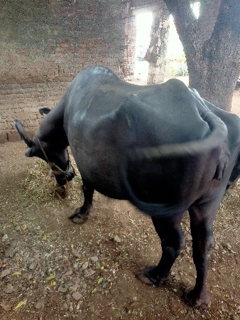 વેચવાની. છે