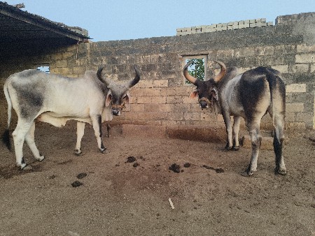 બળદ વેચવાના છે
