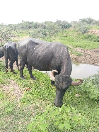 વિગતો વાંચીને ફોન કરવો