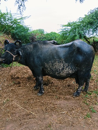 વેચવાની