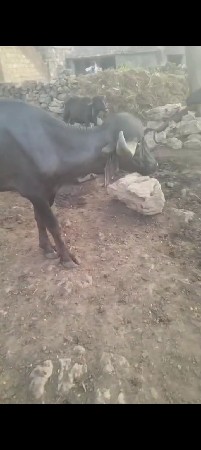 આ પાડો વેચવાનો છે