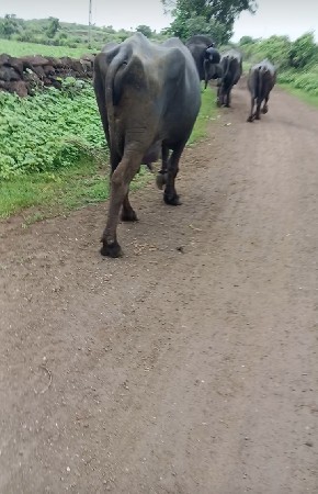 પેલુ વેતરુ વીયાણલ છે નીચે પાડી