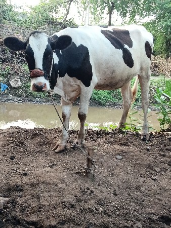 ઍચ ઍફ ઑરીજનલ હૉડકીસૅ