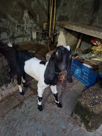 ચાર મહિનાની ગિદી