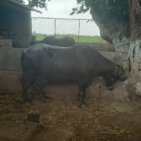 ભેસ