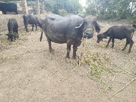 ભેંશ