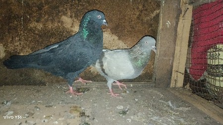jodi