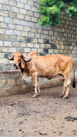 ગાય વેચવા ની છે