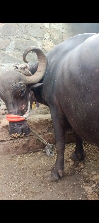 ભેંસ વેચવાની છે