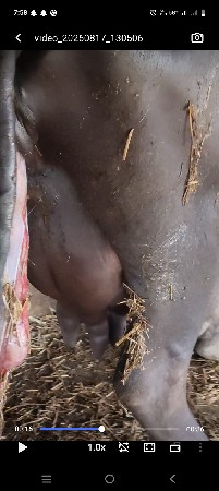 ભેંસ વેચવાની છે