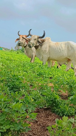 બળદ વેચવા ના છે