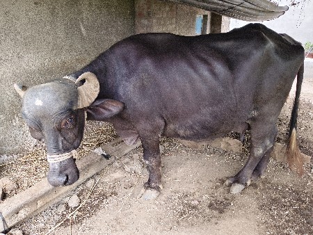 2જુ વેતર