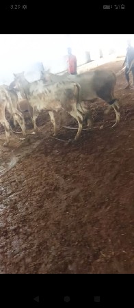 ગોધલાવેશવાનાછે