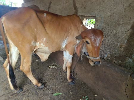 ગોઢલા વેચવા ના છે.
