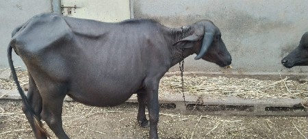 ખડેલી. વેચવાની છે