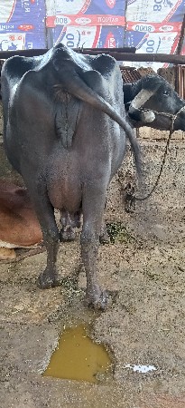 ભેંશ વેસવાની છે