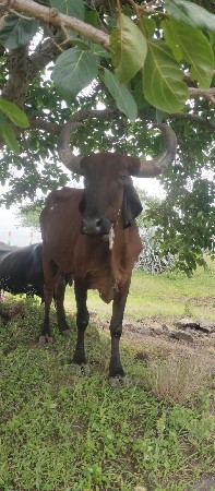 3વેતર વ્યાસે