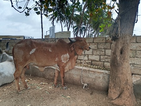 દેશી  હોડકી ઓરીજનલ દેશી
