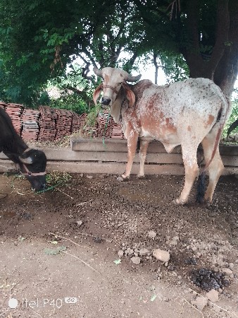 ગીર હોડકી વેચવાની છે