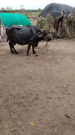ભેંસે વેચવાની છે