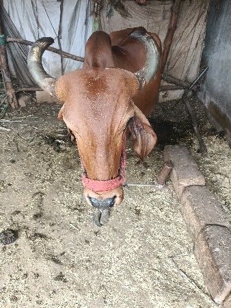 ગાય વેચવાની છે