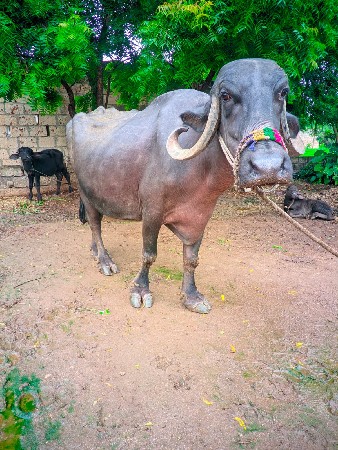ભેંસ વેચવાની છે