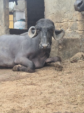ભેંસ વેચવાની છે ત્રીજા વેતર મળશે