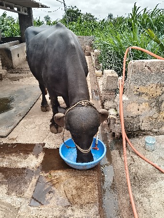 પેલુ વેતર