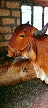 દેશીગીરગાયવેશવાનીછે