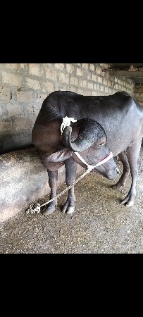 ભેંસ વેચવાની છે
