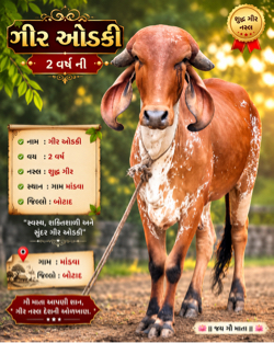 ગીર ઓળકી